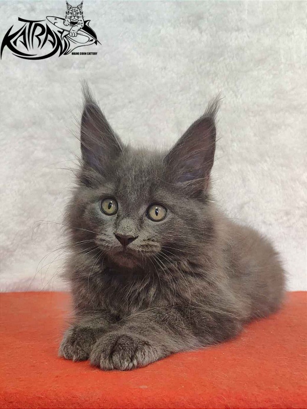 Katran Penelope - Котенок мейн-кун 2 месяца