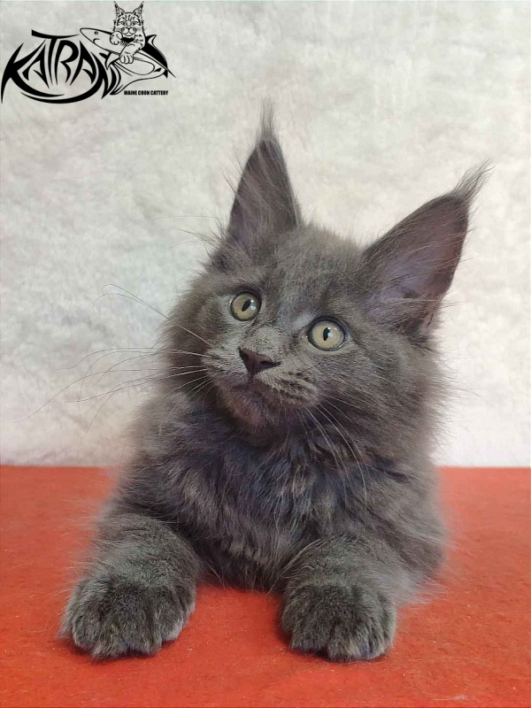 Katran Penelope - Котенок мейн-кун 2 месяца