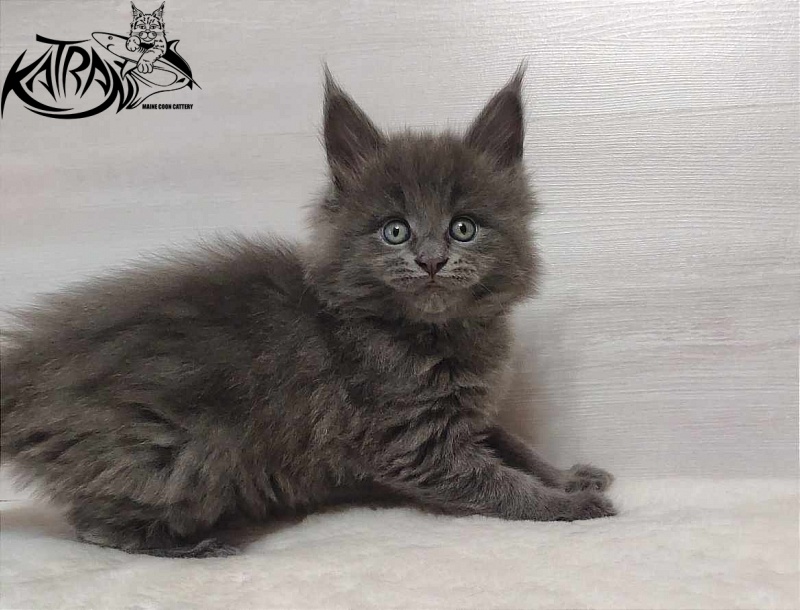 Katran Penelope - Котенок мейн-кун 1 месяц