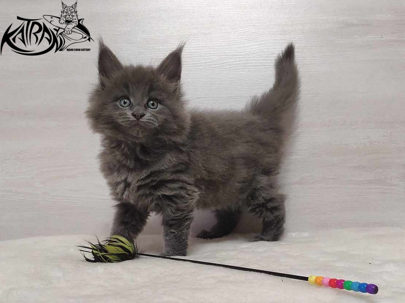 Katran Penelope - Котенок мейн-кун 1 месяц