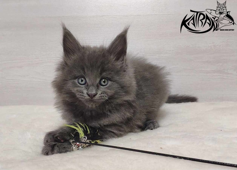 Katran Penelope - Котенок мейн-кун 1 месяц