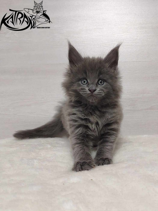 Katran Penelope - Котенок мейн-кун 1 месяц