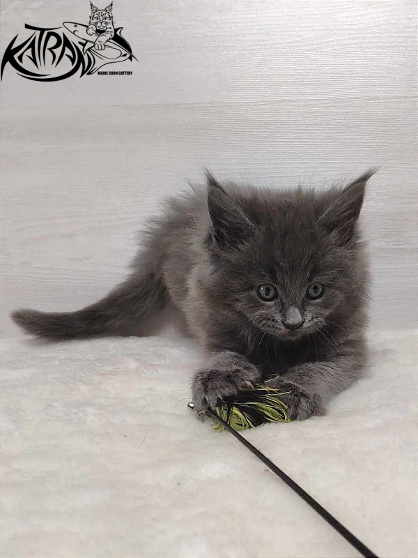 Katran Penelope - Котенок мейн-кун 1 месяц