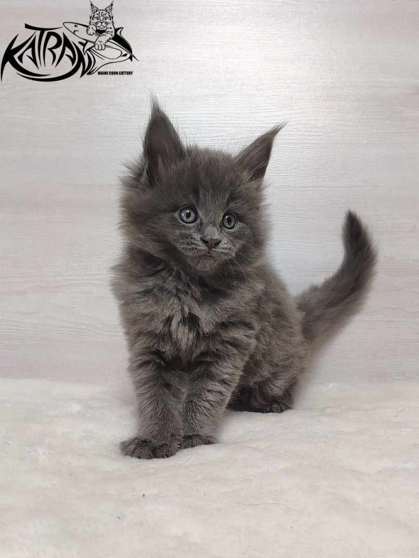 Katran Penelope - Котенок мейн-кун 1 месяц