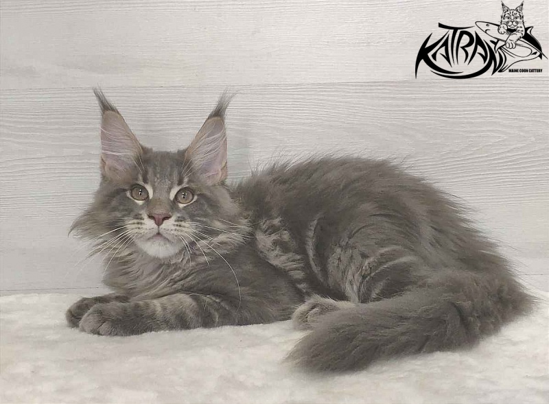 Katran Quanto Amore - Kitten maine-coon 3 months