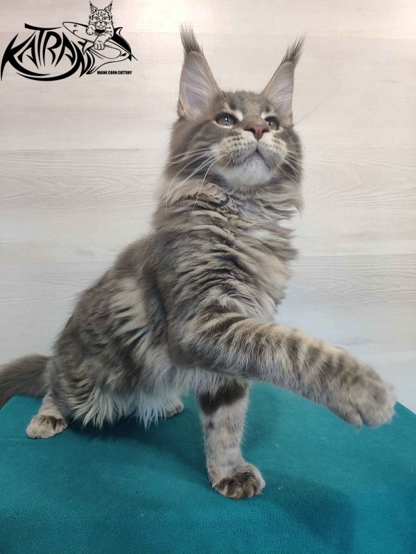 Katran Quanto Amore - Kitten maine-coon 4 months
