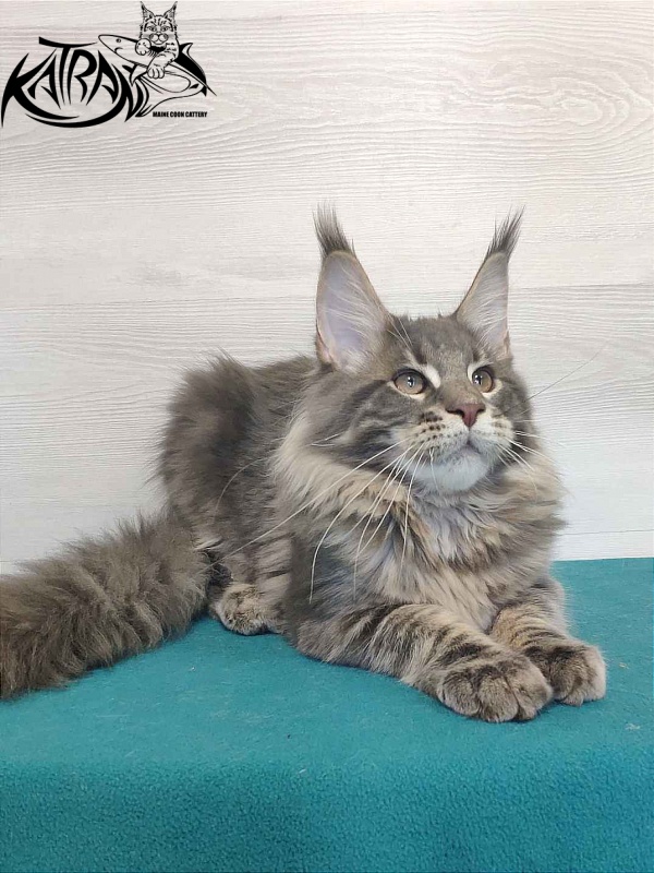 Katran Quanto Amore - Kitten maine-coon 4 months