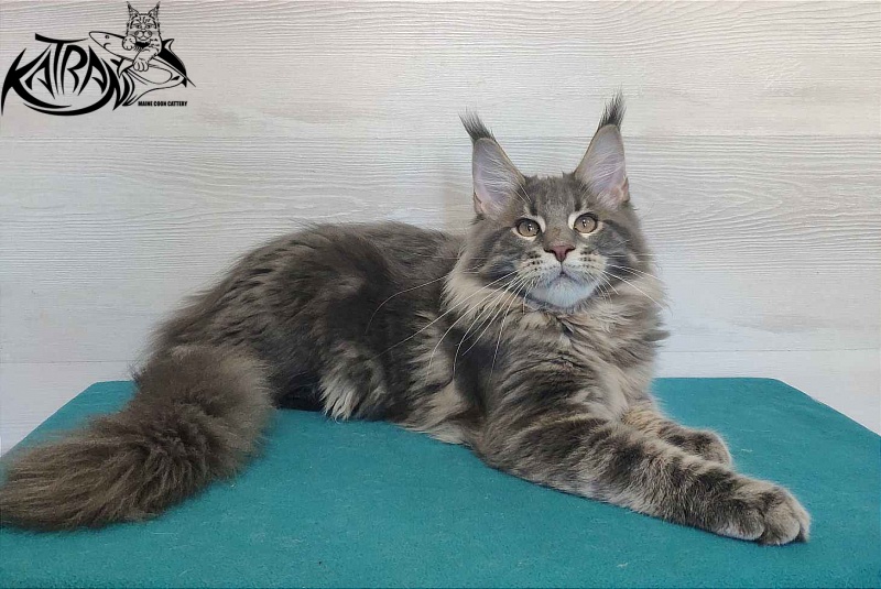 Katran Quanto Amore - Kitten maine-coon 4 months