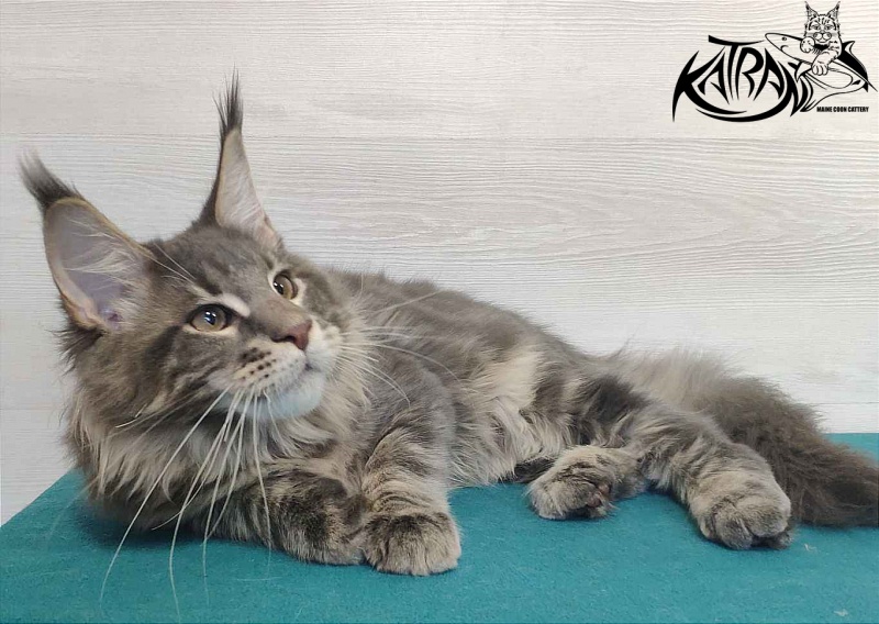 Katran Quanto Amore - Kitten maine-coon 4 months