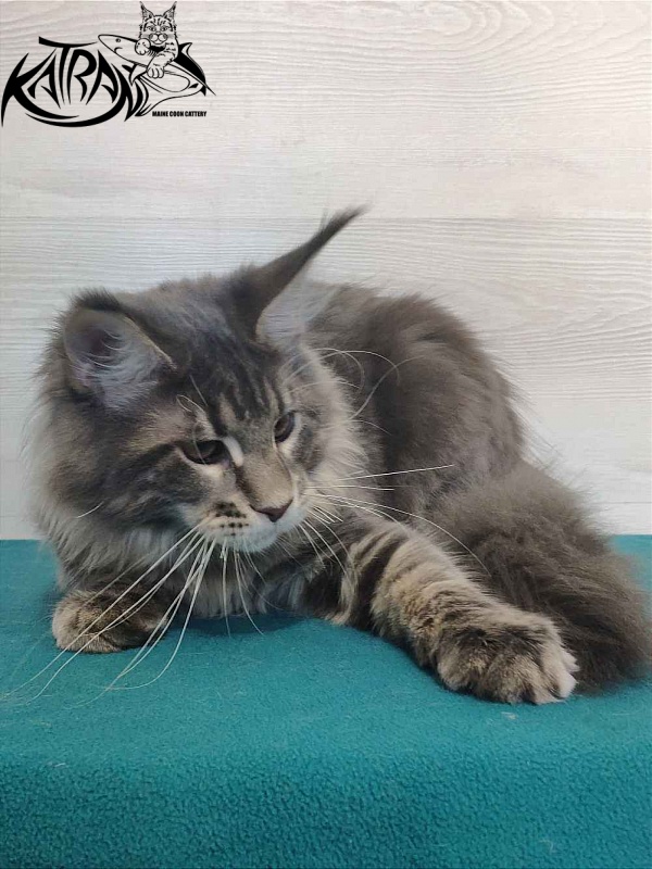 Katran Quanto Amore - Kitten maine-coon 4 months