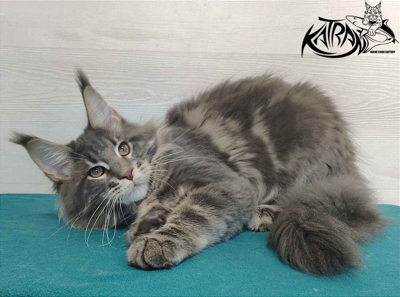 Katran Quanto Amore - Kitten maine-coon 4 months