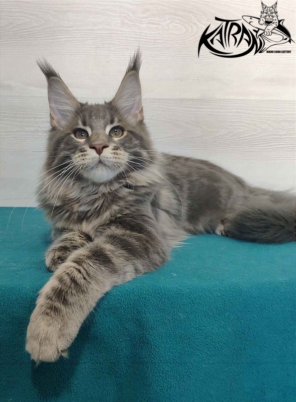 Katran Quanto Amore - Kitten maine-coon 4 months