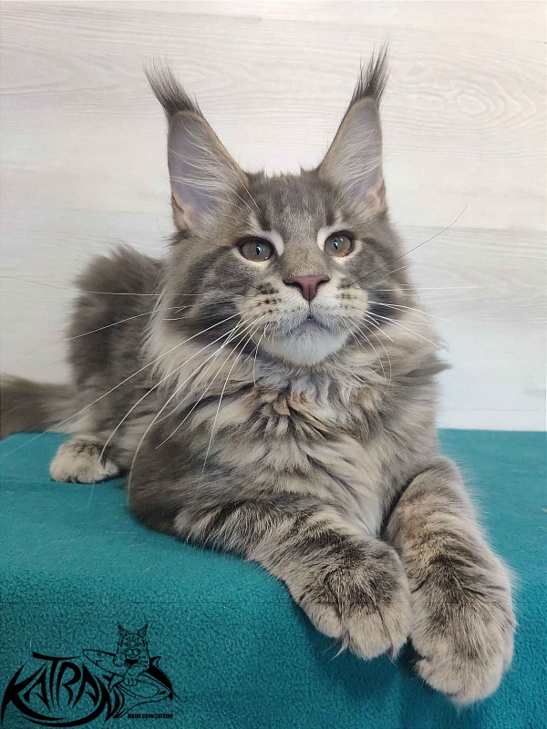 Katran Quanto Amore - Kitten maine-coon 4 months