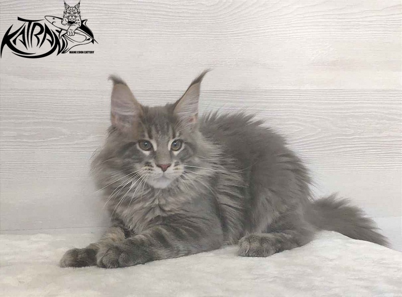 Katran Quanto Amore - Kitten maine-coon 3 months