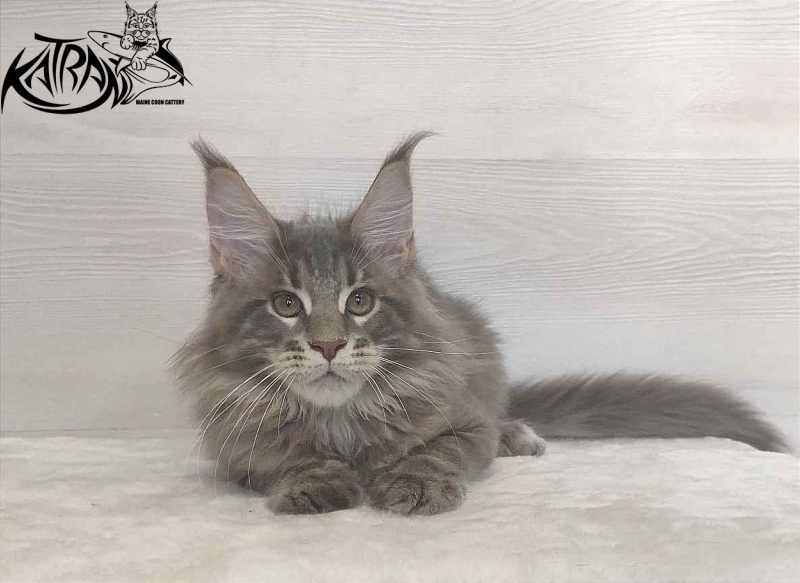 Katran Quanto Amore - Kitten maine-coon 3 months