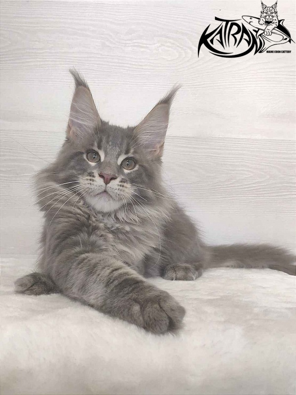 Katran Quanto Amore - Kitten maine-coon 3 months