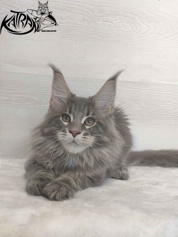 Katran Quanto Amore - Kitten maine-coon 3 months