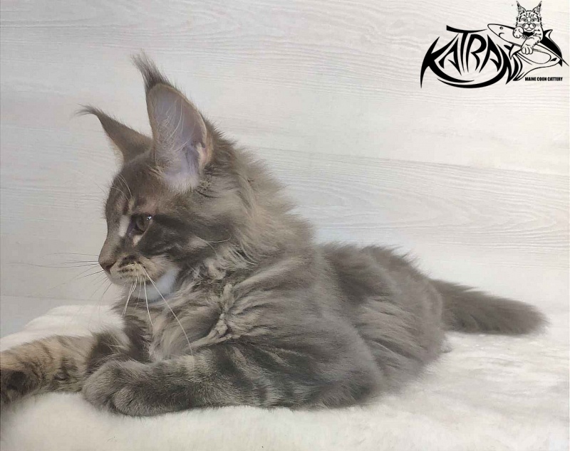 Katran Quanto Amore - Kitten maine-coon 3 months