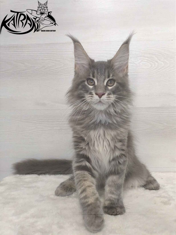 Katran Quanto Amore - Kitten maine-coon 3 months