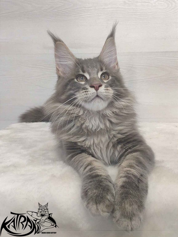 Katran Quanto Amore - Kitten maine-coon 3 months
