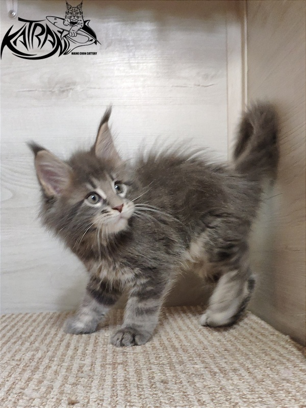 Katran Quanto Amore - Kitten maine-coon 1 month 2 weeks