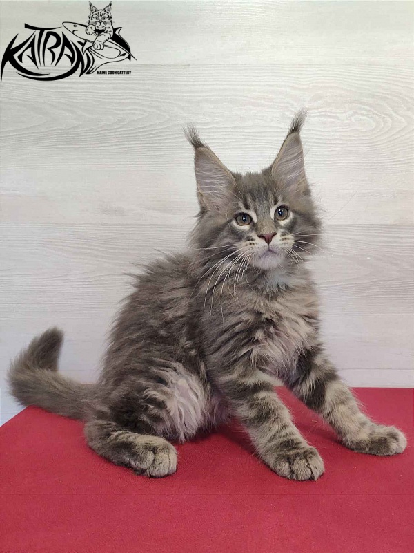 Katran Quanto Amore - Kitten maine-coon 2 months