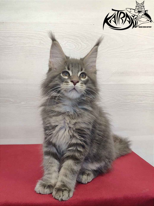 Katran Quanto Amore - Kitten maine-coon 2 months