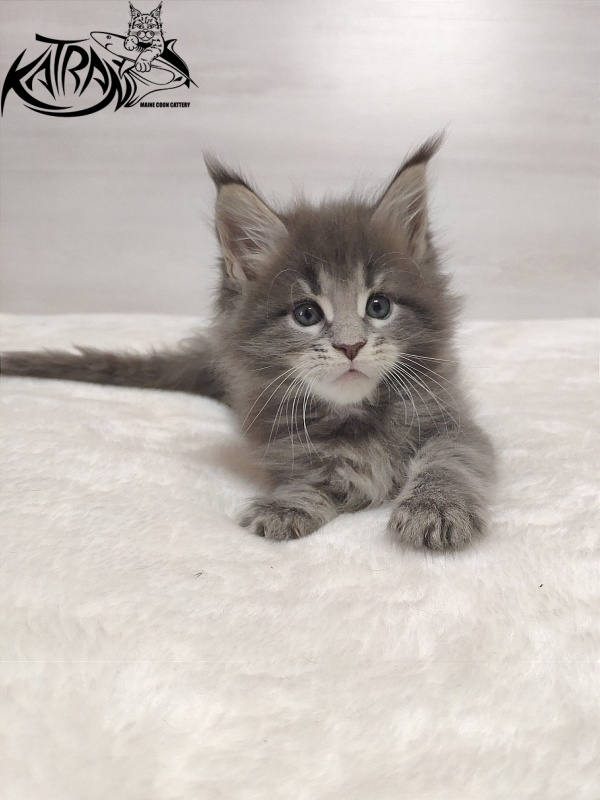 Katran Quanto Amore - Kitten maine-coon 1 month