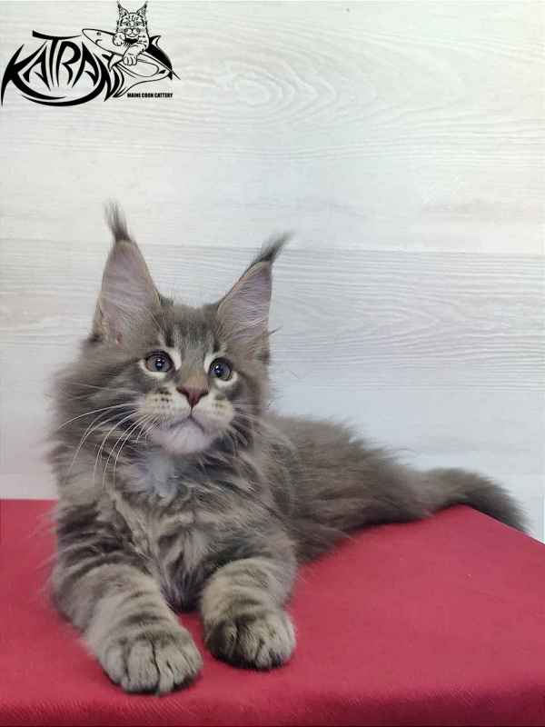 Katran Quanto Amore - Kitten maine-coon 2 months