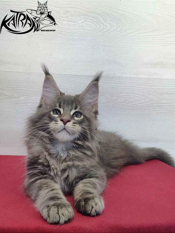 Katran Quanto Amore - Kitten maine-coon 2 months