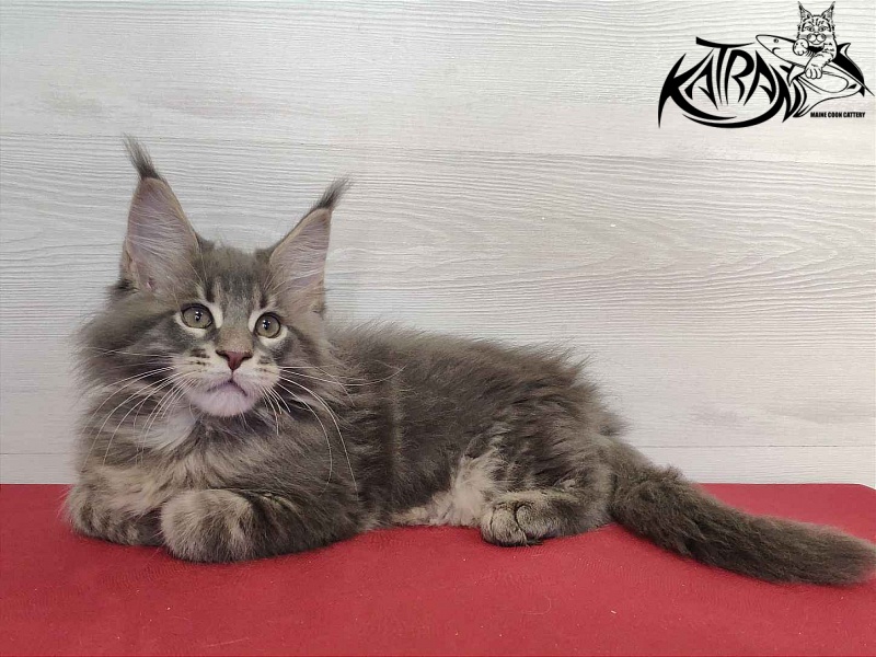 Katran Quanto Amore - Kitten maine-coon 2 months