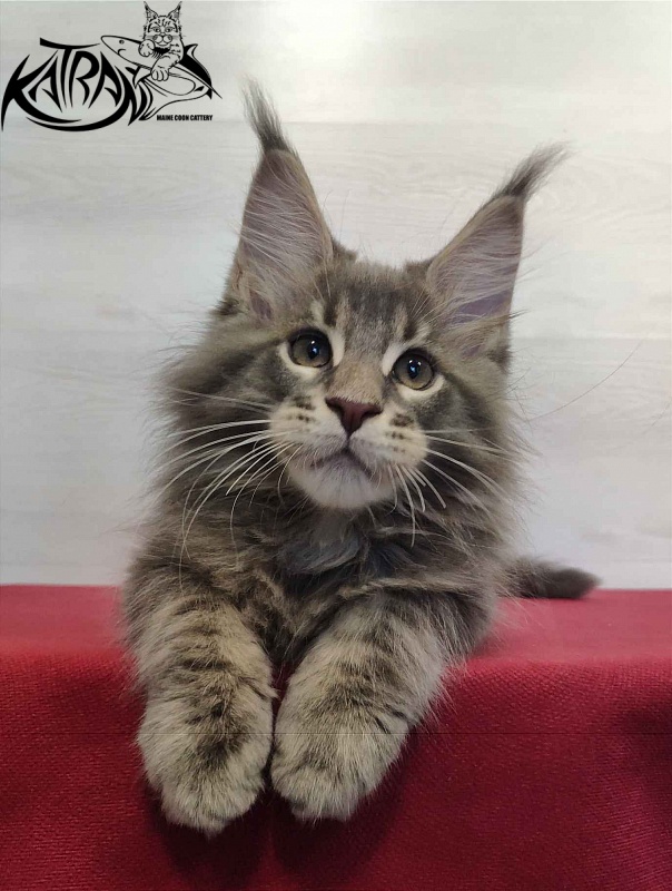 Katran Quanto Amore - Kitten maine-coon 2 months