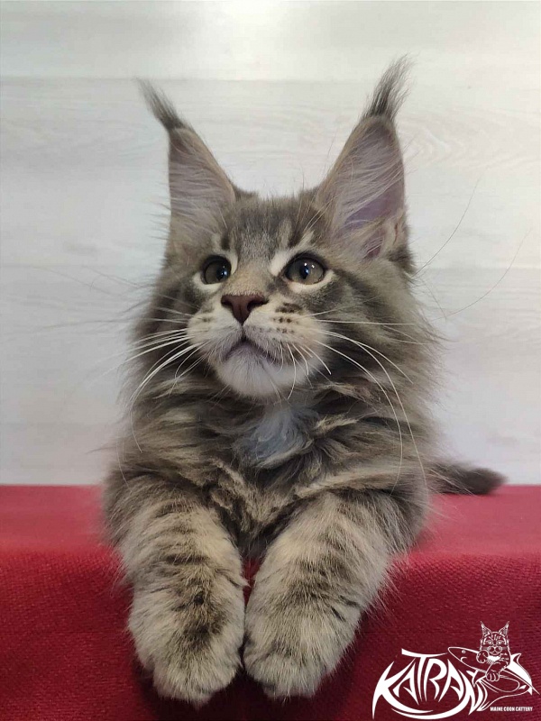 Katran Quanto Amore - Kitten maine-coon 2 months