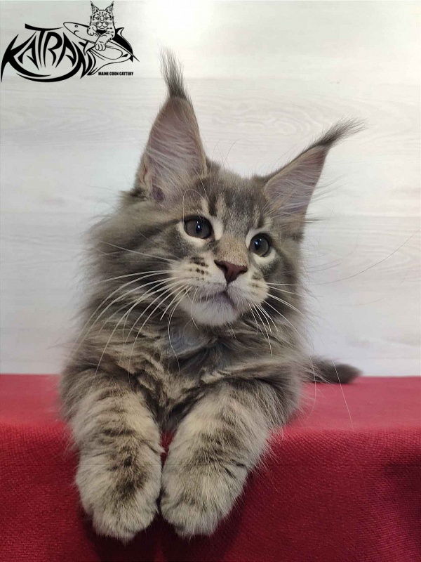 Katran Quanto Amore - Kitten maine-coon 2 months