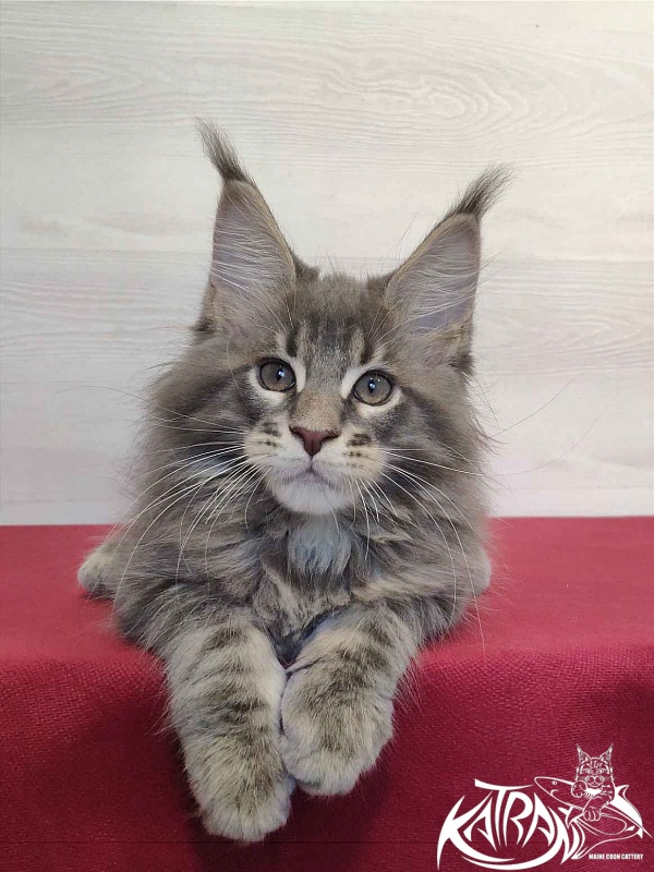 Katran Quanto Amore - Kitten maine-coon 2 months