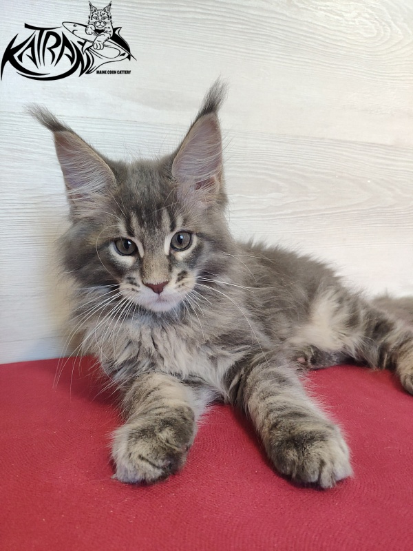 Katran Quanto Amore - Kitten maine-coon 2 months