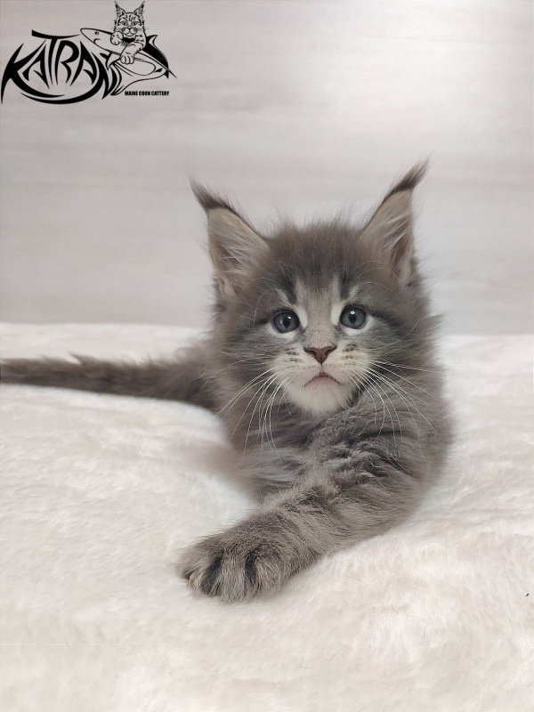 Katran Quanto Amore - Kitten maine-coon 1 month