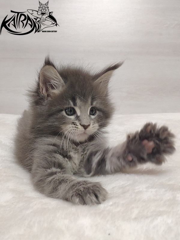 Katran Quanto Amore - Kitten maine-coon 1 month