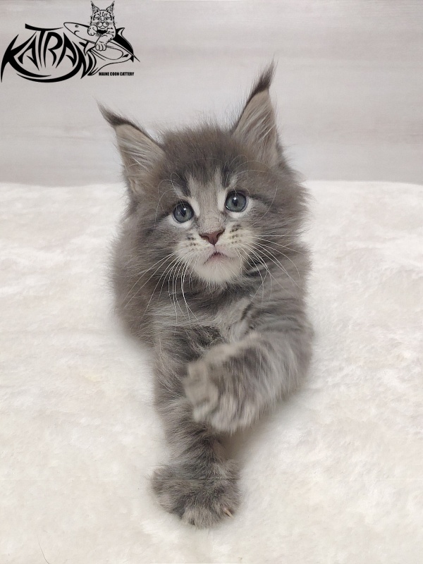 Katran Quanto Amore - Kitten maine-coon 1 month