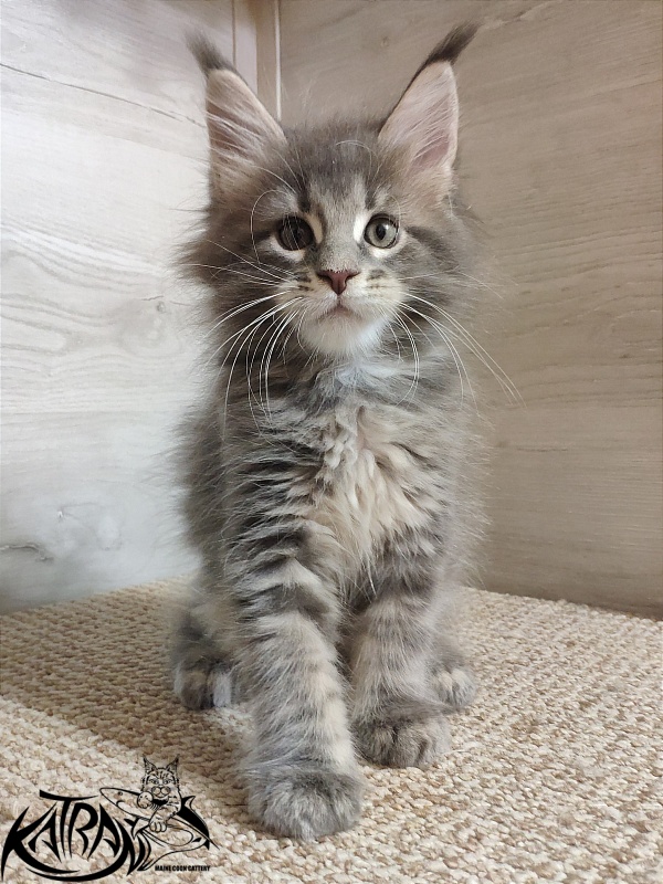 Katran Quanto Amore - Kitten maine-coon 1 month 2 weeks