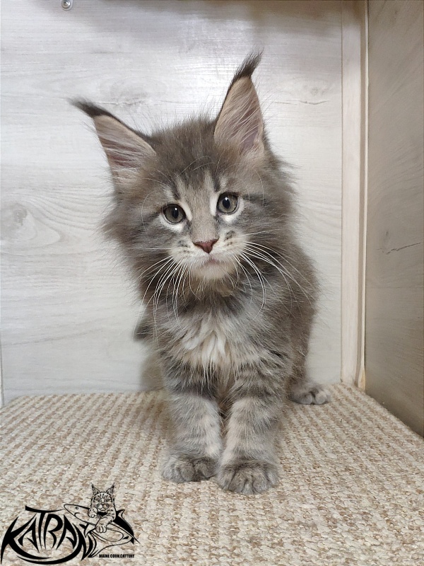 Katran Quanto Amore - Kitten maine-coon 1 month 2 weeks