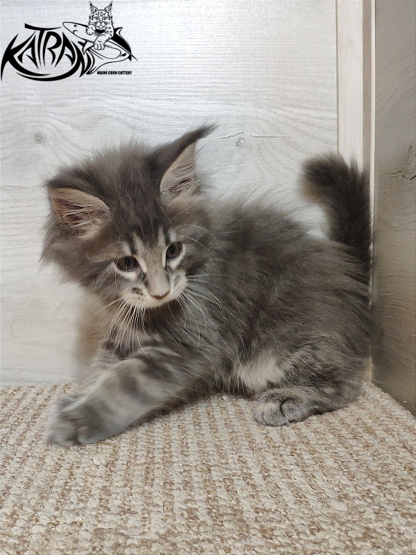 Katran Quanto Amore - Kitten maine-coon 1 month 2 weeks