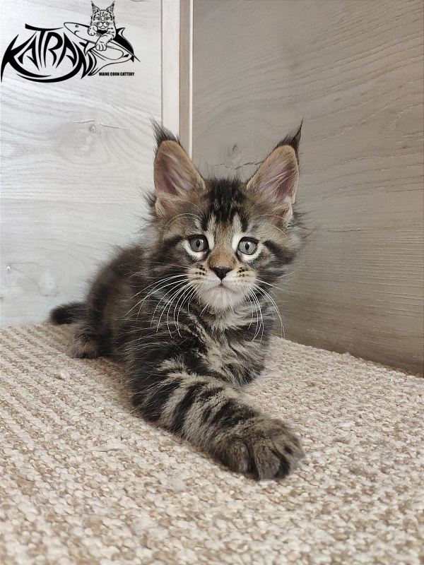 Katran Quest - Kitten maine-coon 1 month 2 weeks
