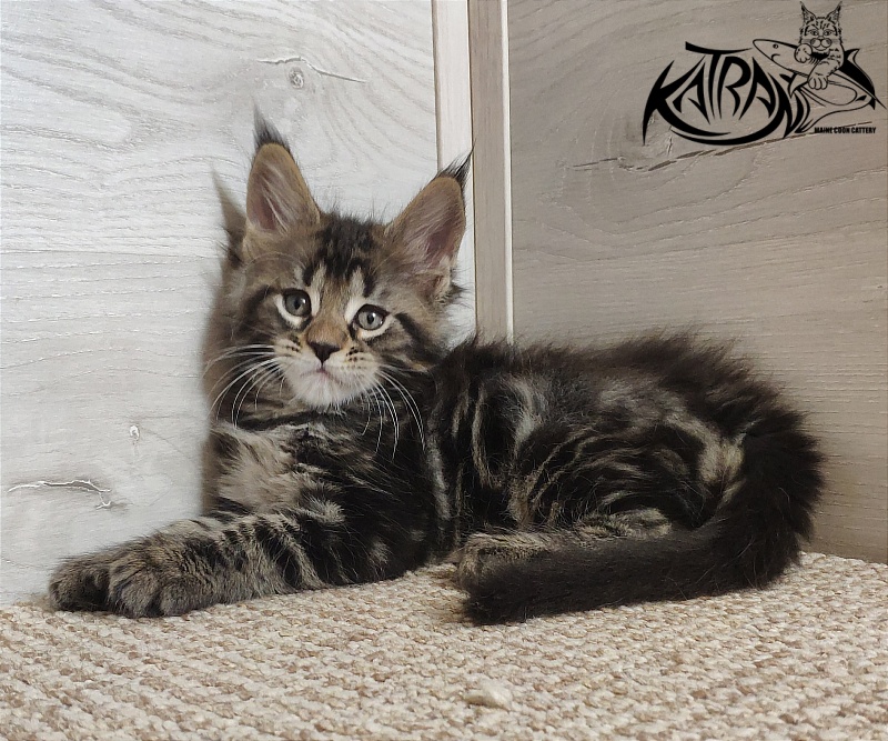 Katran Quest - Kitten maine-coon 1 month 2 weeks