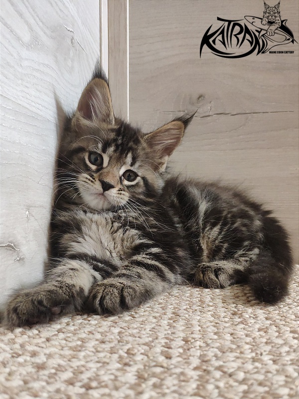 Katran Quest - Kitten maine-coon 1 month 2 weeks