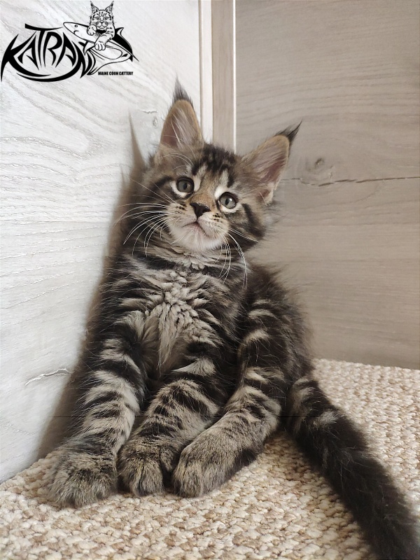 Katran Quest - Kitten maine-coon 1 month 2 weeks