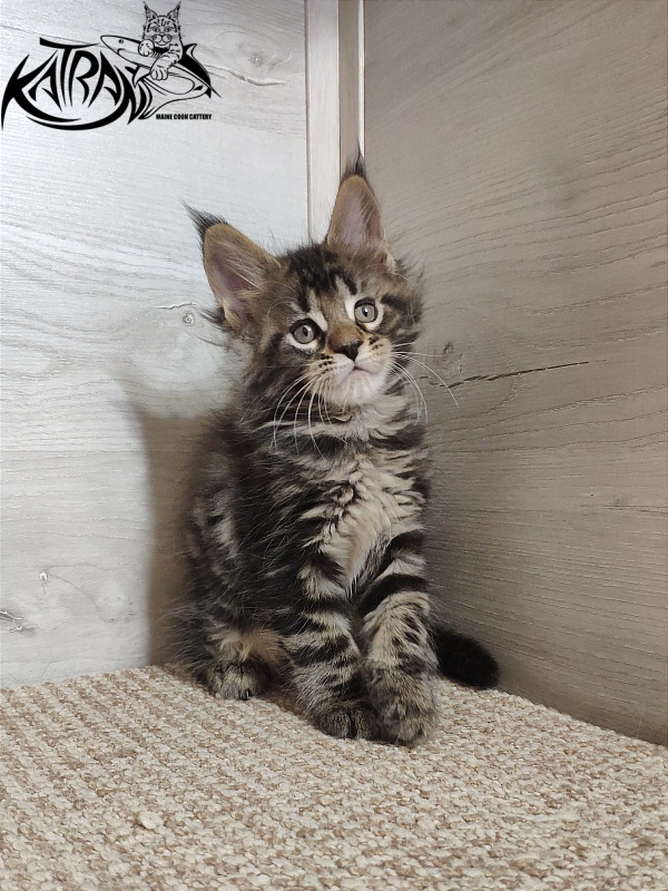 Katran Quest - Kitten maine-coon 1 month 2 weeks