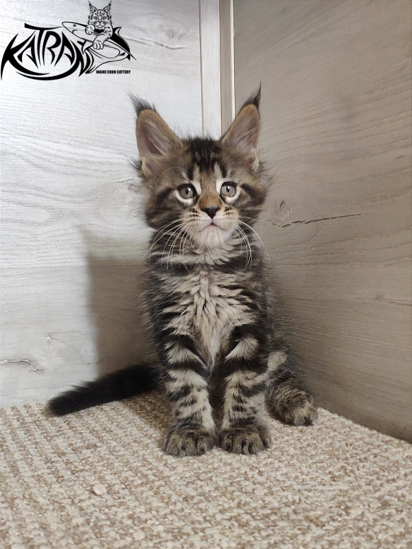 Katran Quest - Kitten maine-coon 1 month 2 weeks
