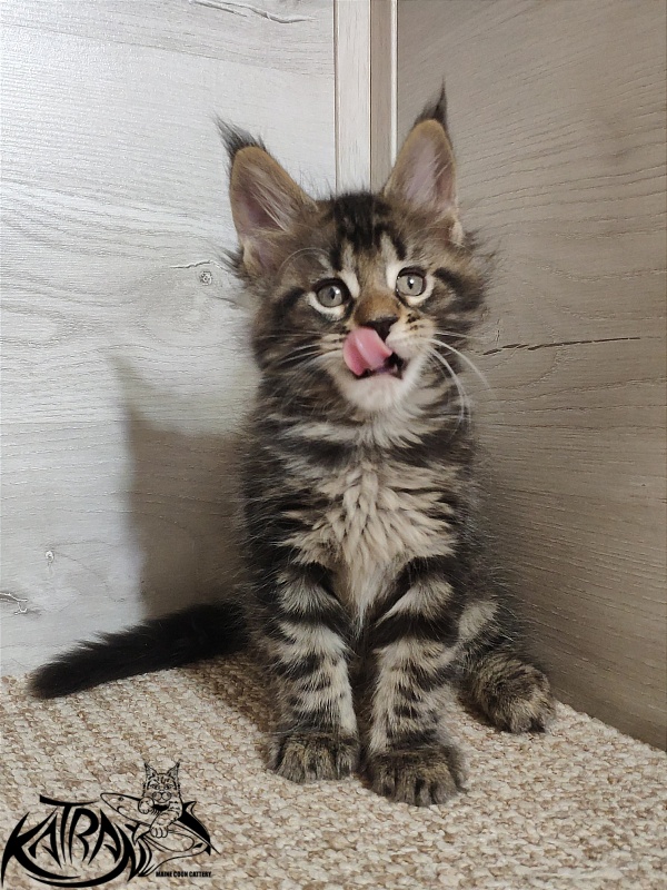 Katran Quest - Kitten maine-coon 1 month 2 weeks