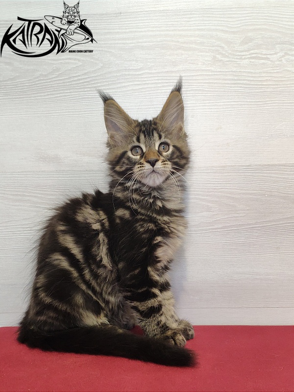 Katran Quest - Kitten maine-coon 2 months